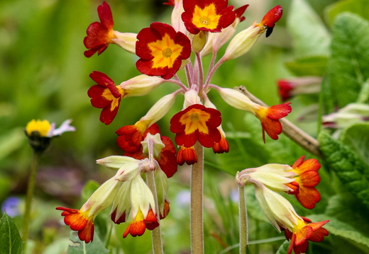 Priimula