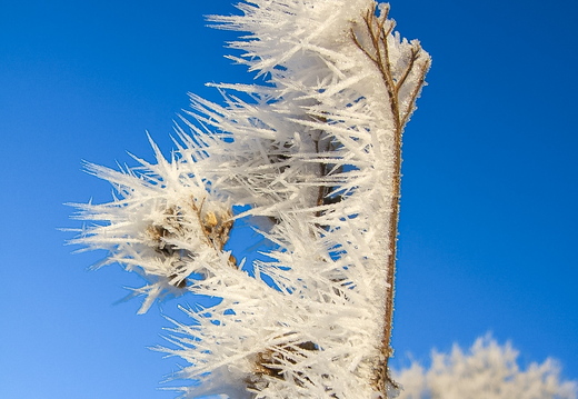 Looduse kaunistus