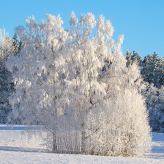 Külmataadi kätetöö