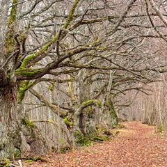 Allee