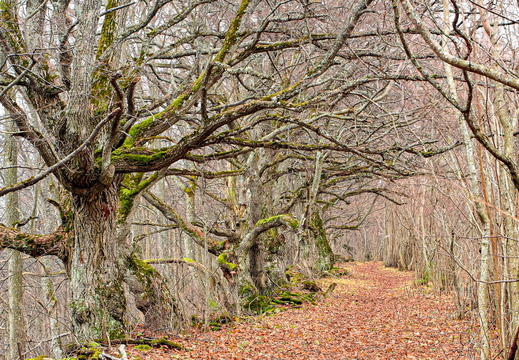 Allee