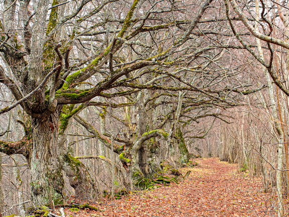 Allee