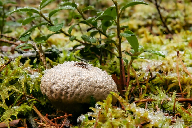 IMG_7006_DXO.jpg