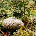 IMG_7006_DXO.jpg