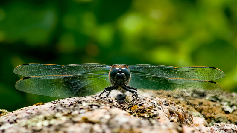 IMG_3706dxo.jpg