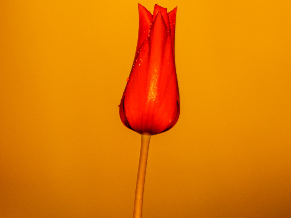  Punane tulp
