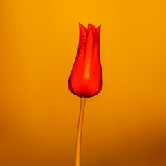  Punane tulp