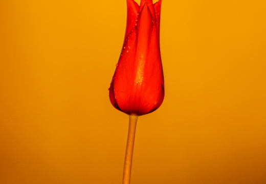  Punane tulp