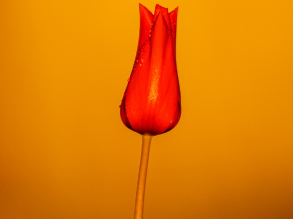  Punane tulp