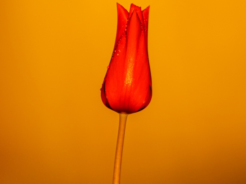  Punane tulp