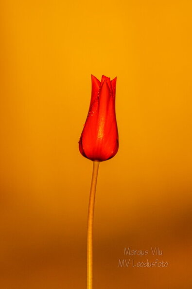 IMG_1555.jpg