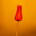 IMG_1555.jpg