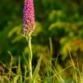 IMG_3155.jpg