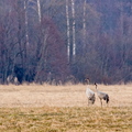 Kaks sookurge koos