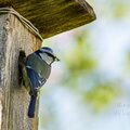 IMG_1078.jpg