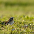  Kadakatäks (Saxicola rubetra)