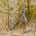 IMG_9363.jpg