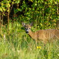 IMG_2352.jpg