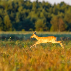   Metskits hüppel, ka kaber (Capreolus capreolus) 