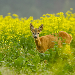   Metskits, ka kaber (Capreolus capreolus) 
