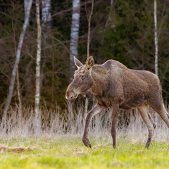  Põder tuleb