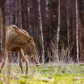  Põder sügamas