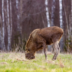  Põder söömas