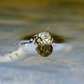 IMG_4064.jpg
