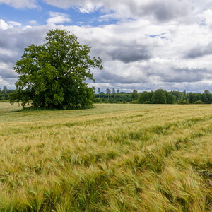 Maastikud