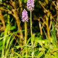 IMG_1205.jpg