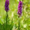 IMG_1687.jpg