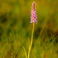 Vööthuul-sõrmkäpp (Dactylorhiza fuchsii)