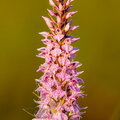 IMG_2216.jpg