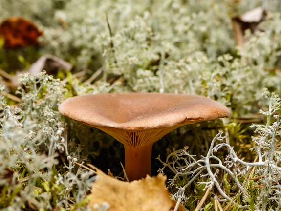 Männiriisikas