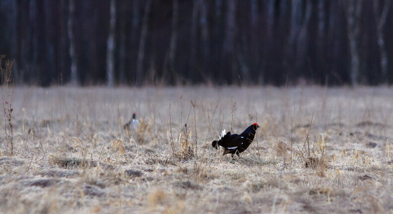 IMG_9187.jpg
