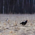 IMG_9187.jpg