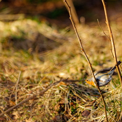  Punarind (Erithacus rubecula)