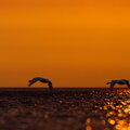 IMG_9935.jpg
