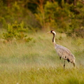  Sookurg (Grus grus) vaatab ristis nokaga