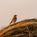 IMG_2843.jpg