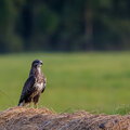 IMG_2857-Enhanced-NR.jpg