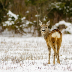  Metskits ehk kaber (Capreolus capreolus)