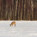 IMG_8290.jpg