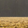 IMG_9132.jpg