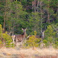 IMG_9135.jpg