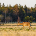  Noorhärra jalutamas (hirv)