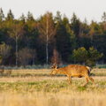 IMG_9656.jpg