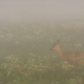 Metskitseke udus