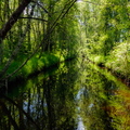  Kraav metsas