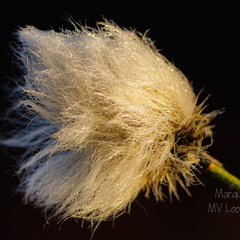  Tupp-villpea vili